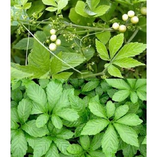 Giảo Cổ Lam 1kg