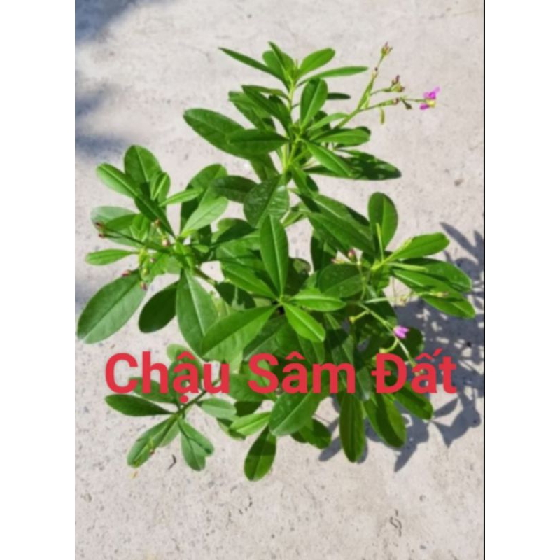 Chậu Cây Sâm Đất( Thổ Sâm,Sâm Mồng Tơi) Thảo Dược Quý