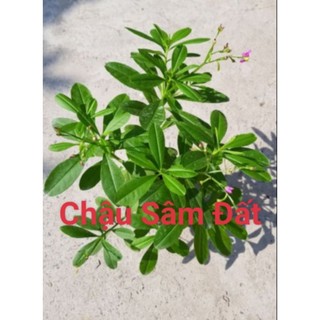 Chậu cây sâm đất thảo dược quý