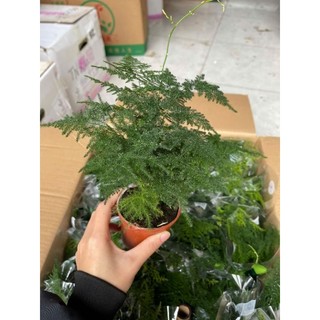 Cây thuỷ tùng (cây măng tây) có 2 size nhỏ và lớn kèm chậu theo phân loại