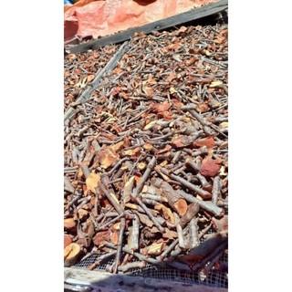 TẦM GỬI CÂY GẠO TÍA Túi (500g)