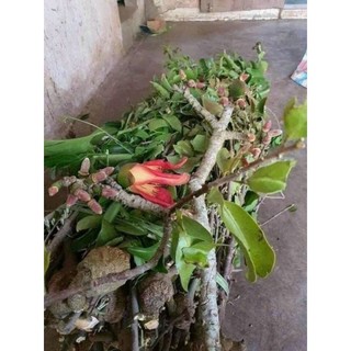 TẦM GỬI CÂY GẠO TÍA Túi (500g)