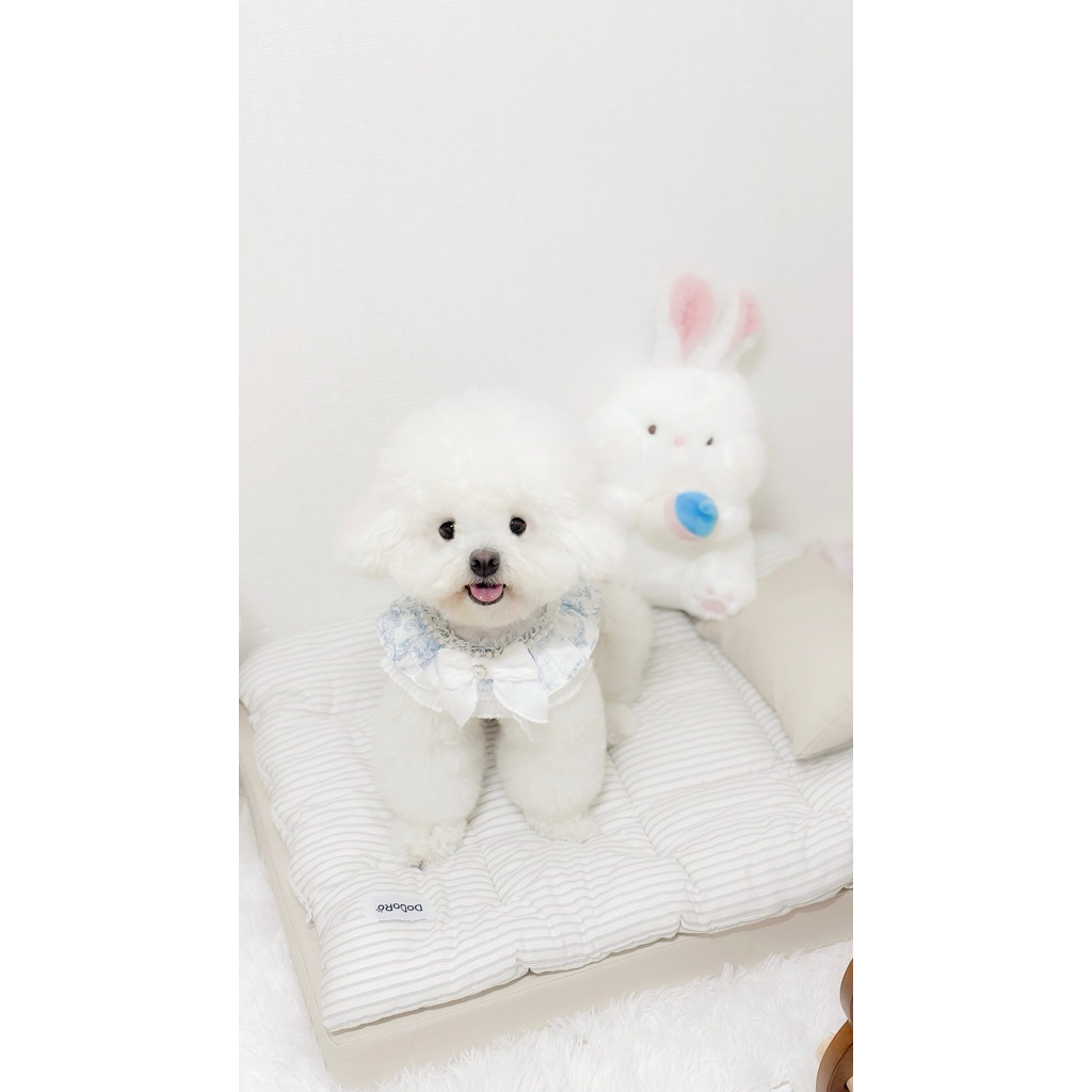 Etoile cape puppy pink/blue💙💓