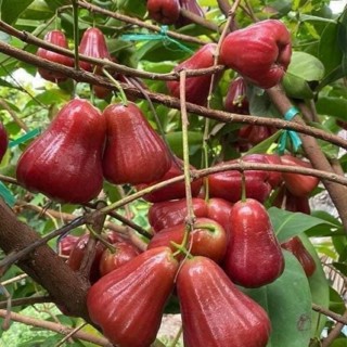 Nhà Vườn Duy Khoa