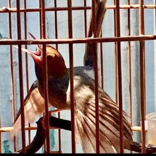 Chim cảnh Anh Phong