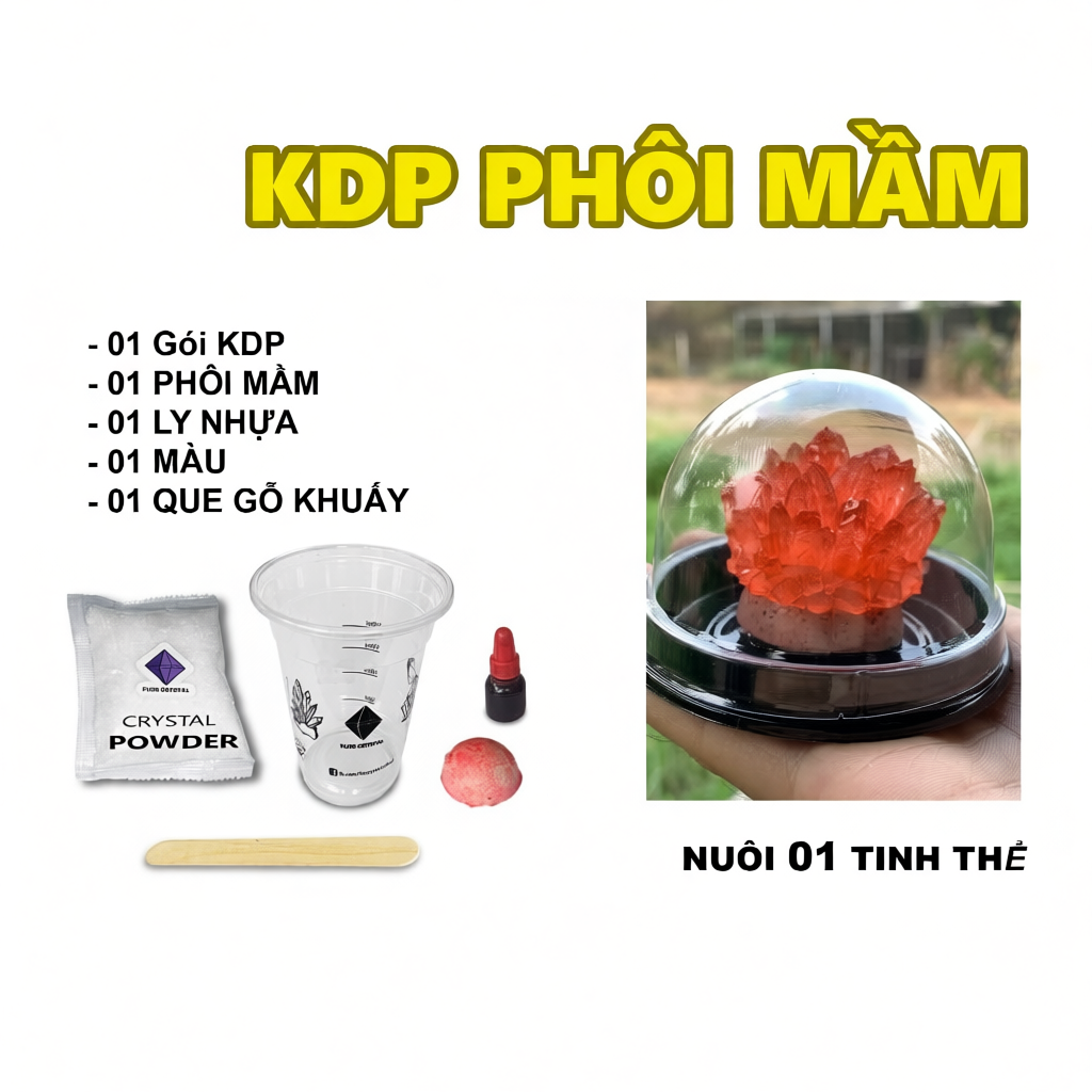 Phôi mầm bộ nuôi tinh thể KDP KH2PO4 (có hướng dẫn)