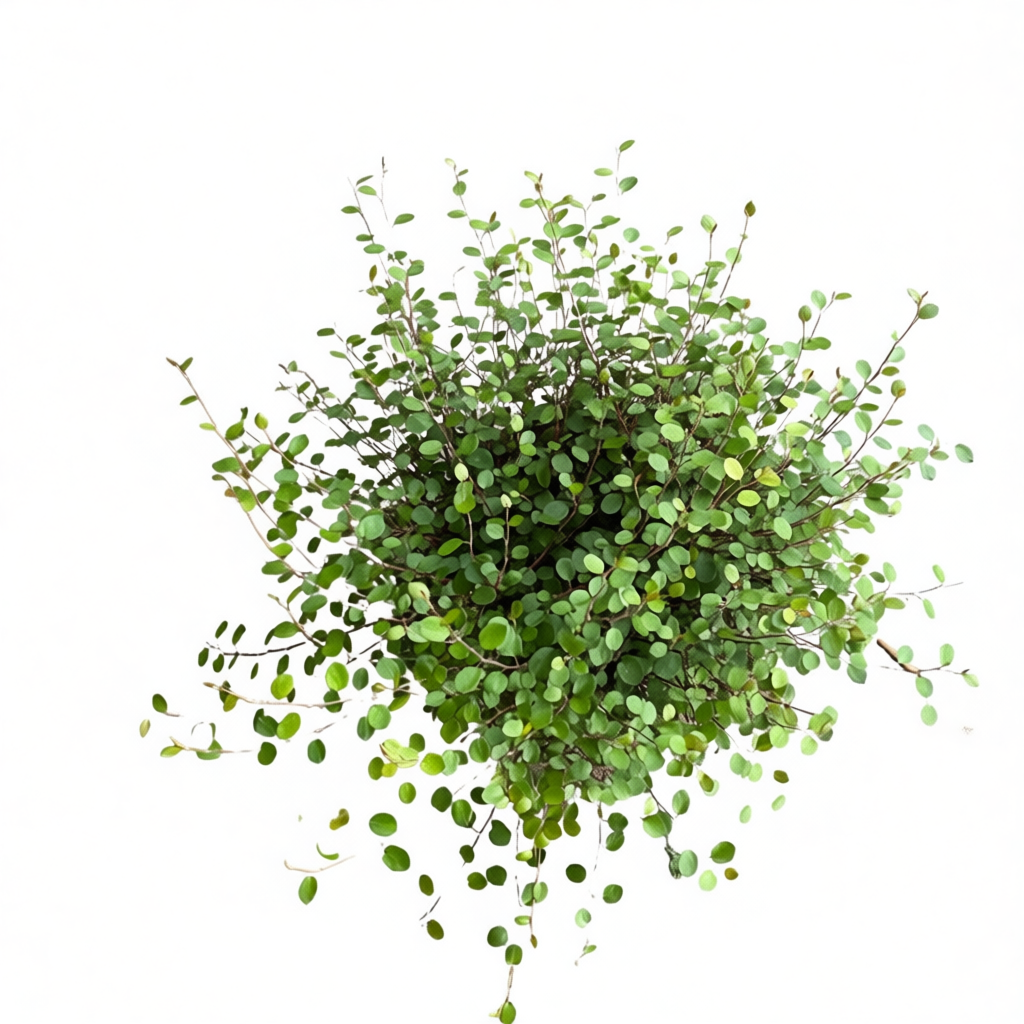 Chậu treo Maidenhair - Tóc mây