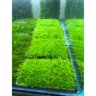 ( thuần nước) Vỉ rêu Mini Taiwan (10x10cm) trang trí thuỷ sinh, không cần CO2, dễ dàng chăm sóc