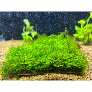 ( thuần nước) Vỉ rêu Mini Taiwan (10x10cm) trang trí thuỷ sinh, không cần CO2, dễ dàng chăm sóc