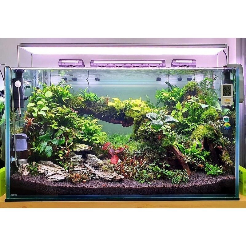 Hồ cá mini để bàn bể cá mini 30x20x20cm và 20x20x30 chuẩn TERANIUM kính 4mm. siêu đẹp.