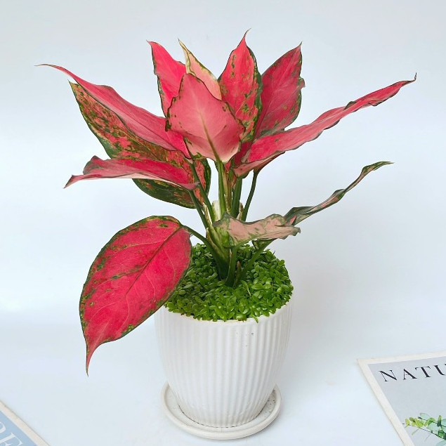 Chậu vạn lộc đỏ - vạn lộc hồng có cỏ kèm chậu sứ Cao 20cm trang trí bàn làm việc