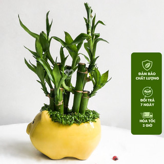 Cây trúc phú quý ( trúc phát lộc ) kèm chậu ngẫn nhiên, phù hợp decor bàn làm việc chiều cao 15cm