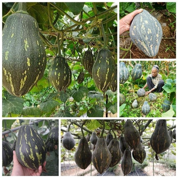 Bí ngô mật chan chan F1 (gói gieo thử 2 hạt)