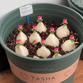 Củ hoa tulip (tuylip) Hà Lan, màu sắc phong phú dễ trồng với đất hoặc nước, ra hoa sau 30-35 ngày  _Củ giống Thúy Hoa