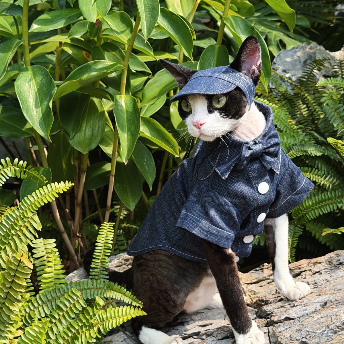 Bộ thời trang giả jean cho mèo cảnh Devon, Abyssinian, Sphynx
