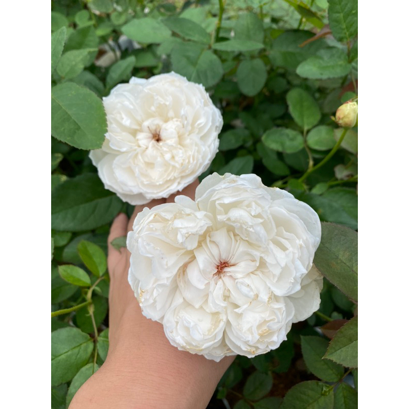 F405 Pretty Nina White Rose Big Flowers Very Soft PNW Cup Shape (Có hoa) Loại túi