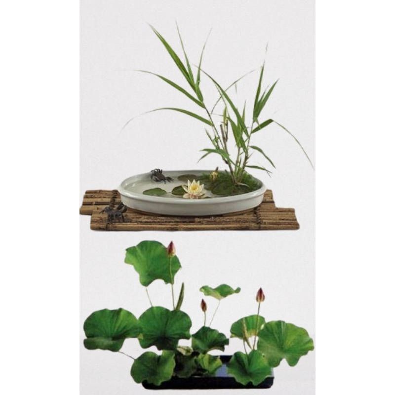 Móng tay cắm hoa Ikebana bình thấp của Nhật Bản