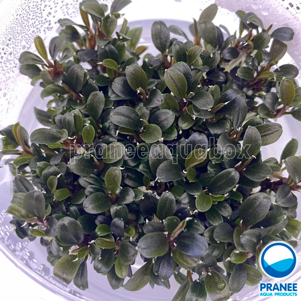 Bucephalandra brownie ghost Tissue Aquatic Plant Aquarium Plants