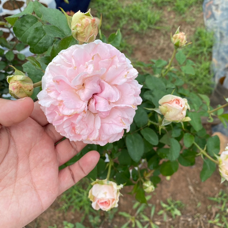 Hoa hồng Tri Rose-Miranda Hoa lớn thơm * Gửi kèm (Loại túi) Cây