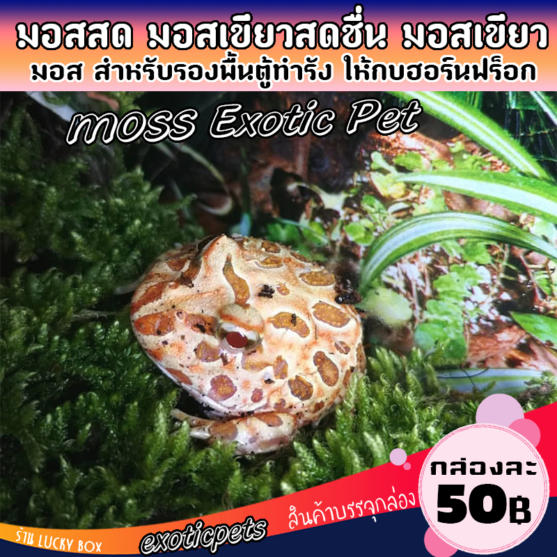 Rêu Làm Ếch Nuôi Ếch Có Sừng Pacman Tươi Mỗi Hộp