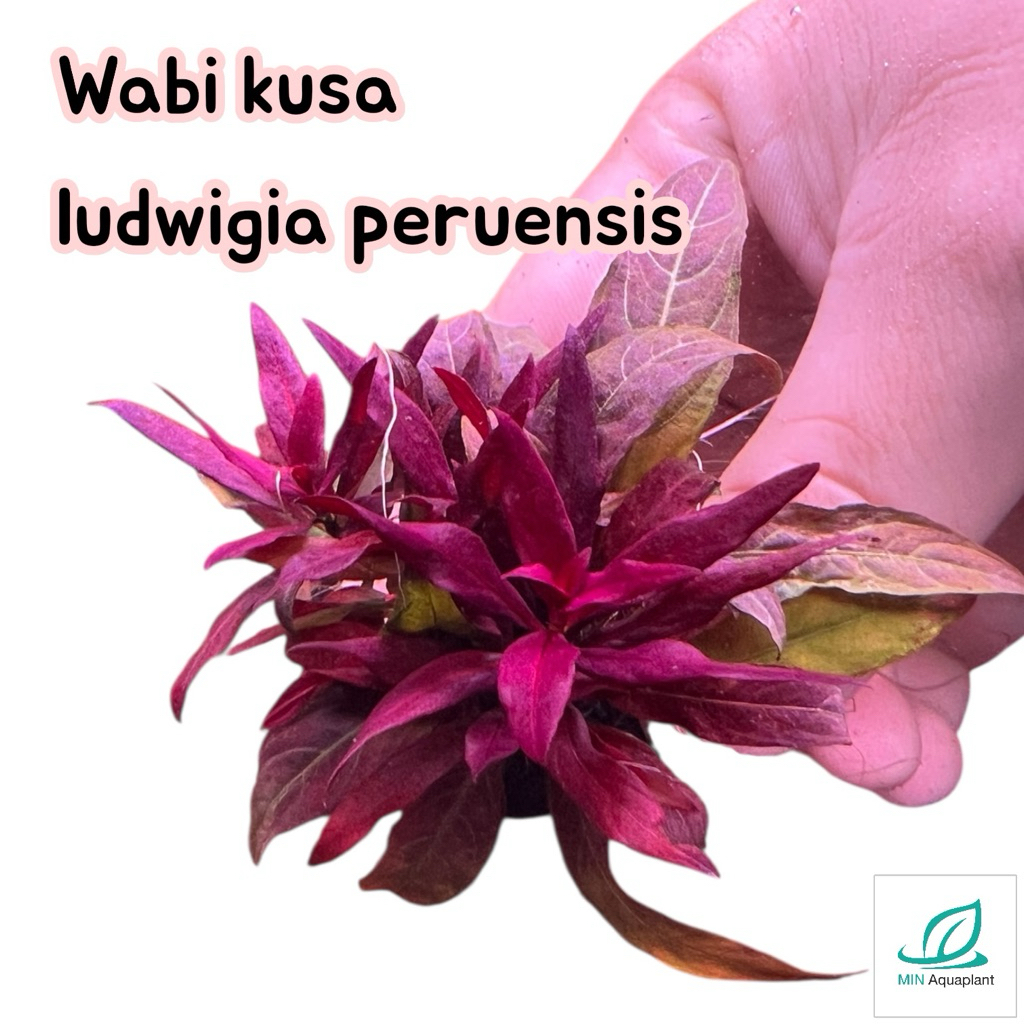 [MIN] Wabi Ladivi Jia Peren Color Just Throw Red Aquatic Plants Very Easy. Mọi tủ đều phải được đề x