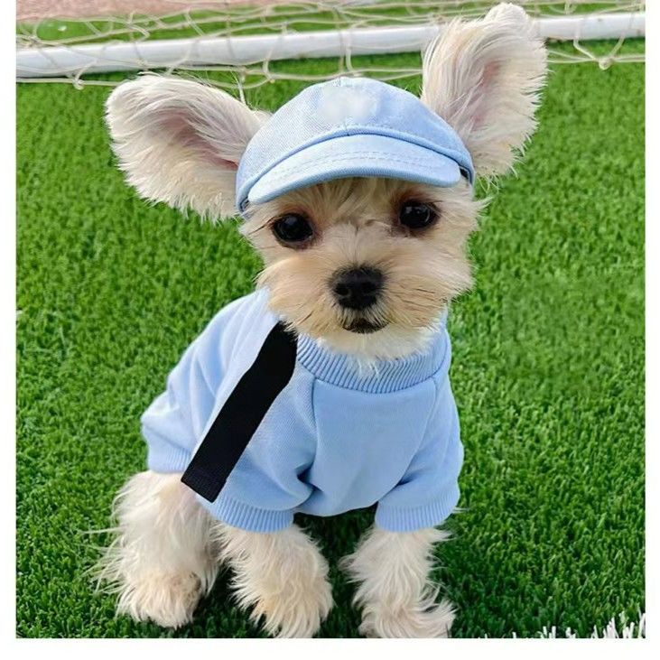 Mũ Lưỡi Trai Hình Tai Gấu Teddy Cho Thú Cưng