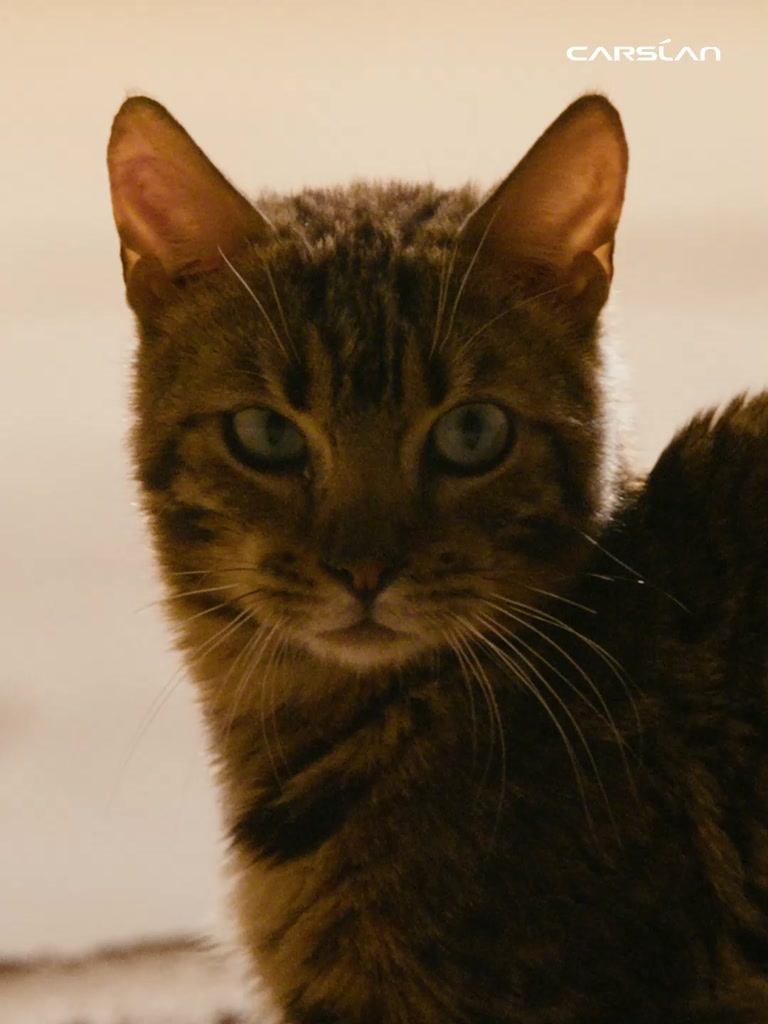 Kem Nền Carslan Dạng Lỏng Kiểm Soát Dầu Lâu Trôi Chống Thấm Nước Suốt 24h 30g | BigBuy360 - bigbuy360.vn