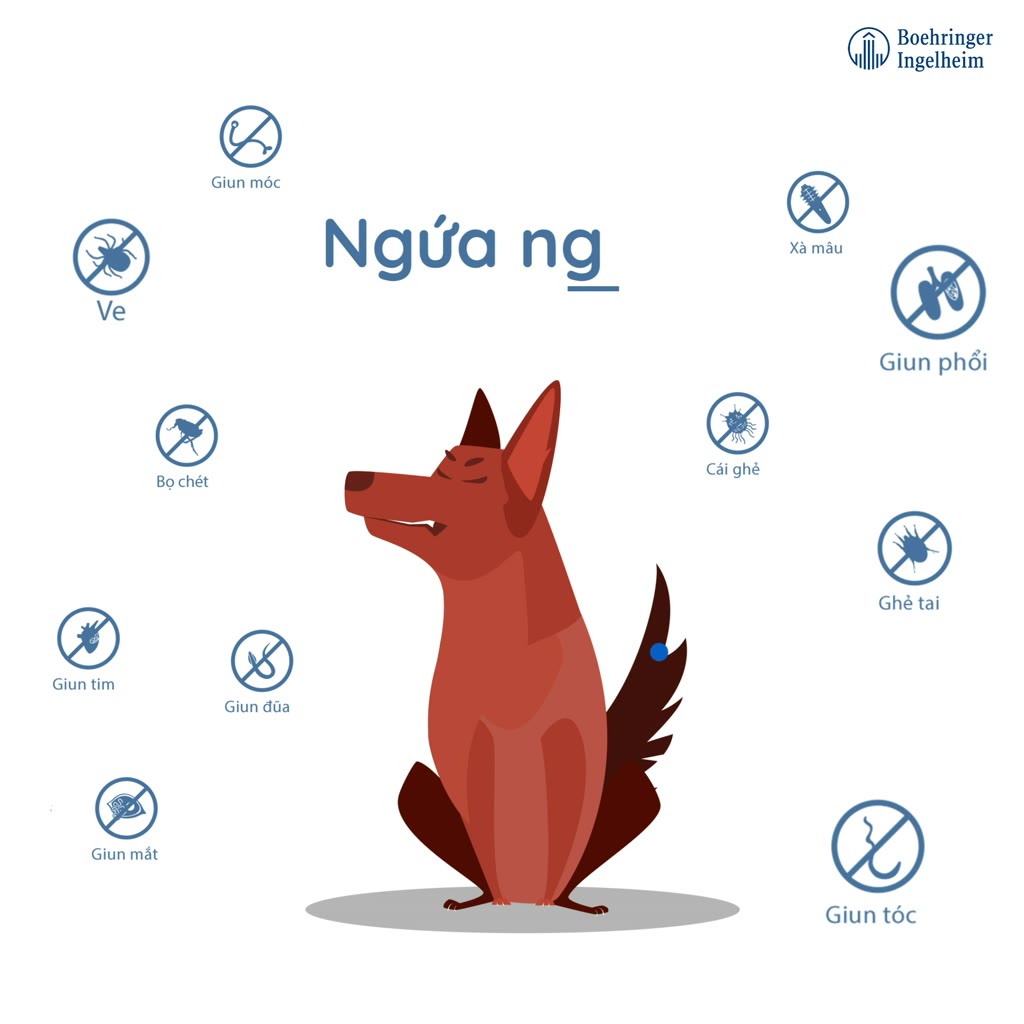 [FREE QUÀ TẶNG] NexGard SPECTRA - Viên nhai mềm phòng nội,ngoại ký sinh trùng dành cho Chó size S (3.5-7.5kg) | BigBuy360 - bigbuy360.vn