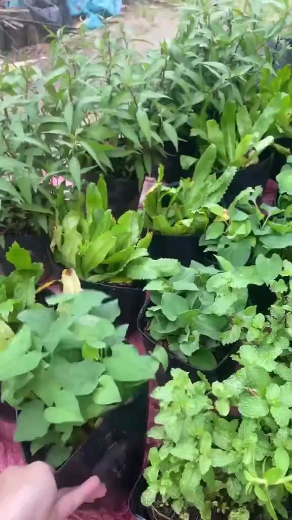 Hạt Giống Rau Thơm, Rau Gia Vị & Rau Củ Quả - Dễ Trồng Ăn Quanh Năm, Nảy Mầm Nhanh, Chuẩn Chất Lượng | BigBuy360 - bigbuy360.vn