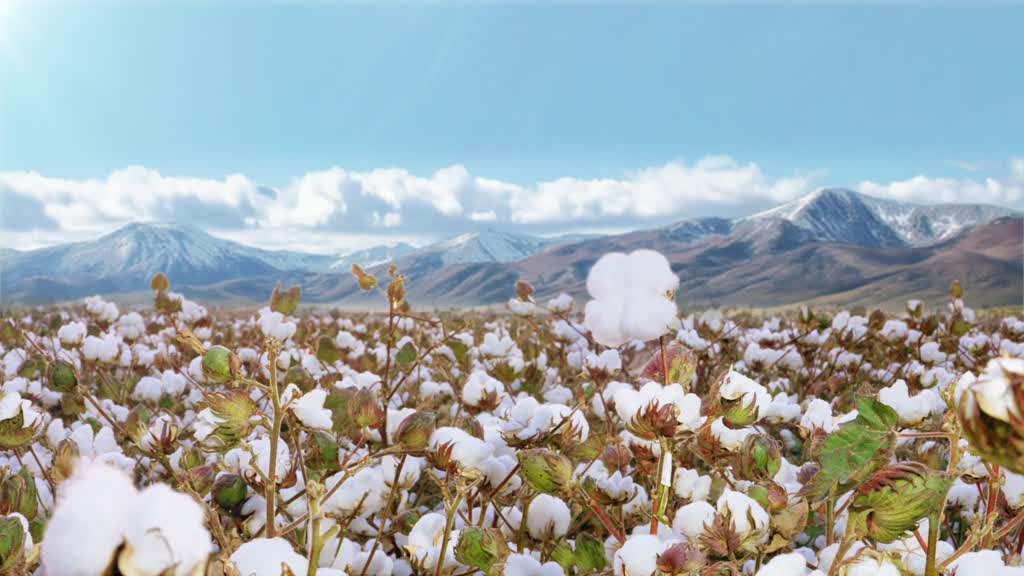Purcotton Khăn lau mặt 100% từ cotton tự nhiên làm sáng da nhạy cảm 60 tờ x 3 gói | BigBuy360 - bigbuy360.vn