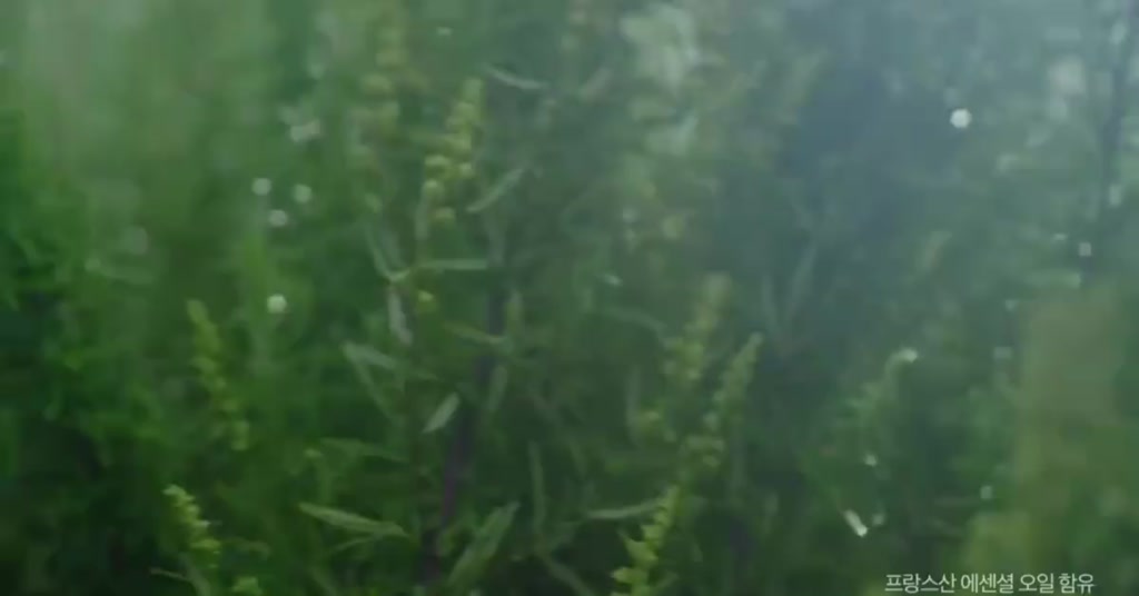 Nước hoa ô tô Bullsone Grasse Blue