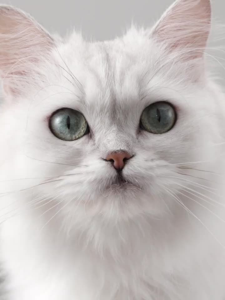 Combo mini Carslan kem nền và phấn phủ trang điểm kiểm soát dầu phiên bản mini 5g | BigBuy360 - bigbuy360.vn