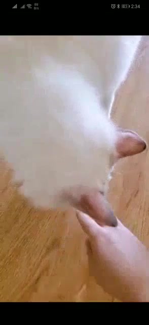 Vitamin tổng hợp Munchkinpet