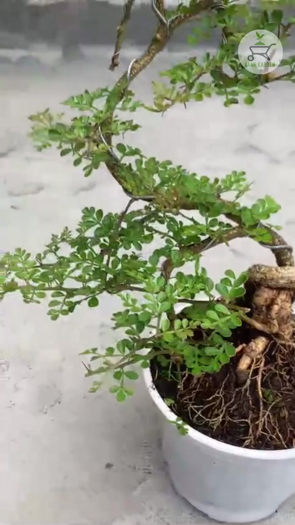 Cây Cần Thăng (Bonsai) - Dáng cây đẹp - Trang trí sang trọng!