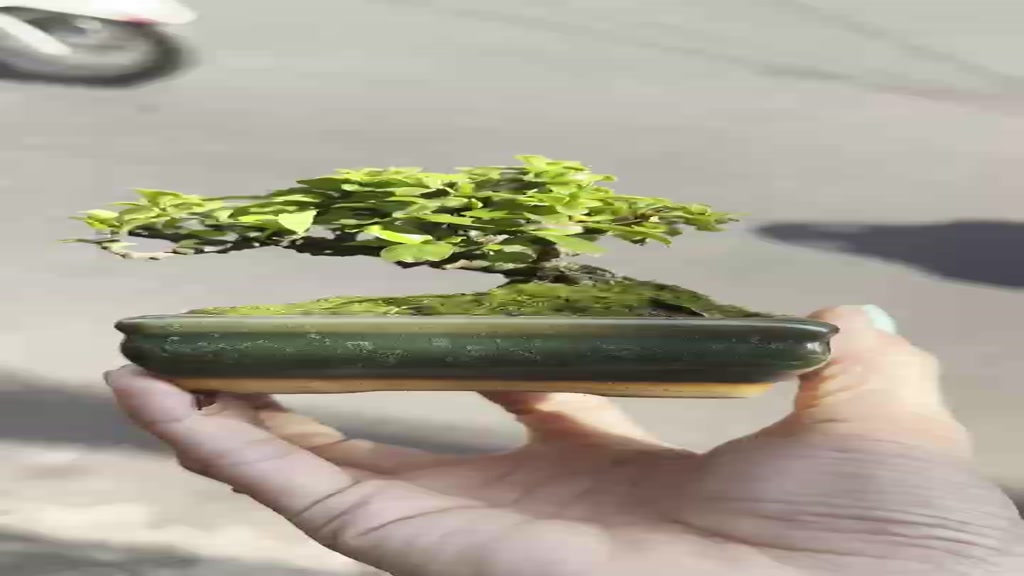 bonsai mini, bon sai mini, chậu bonsai mini