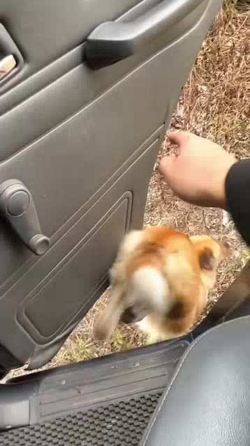 {GIÁ SỈ} Xịt khử mùi ô tô, phòng ngủ, tủ giầy, WC