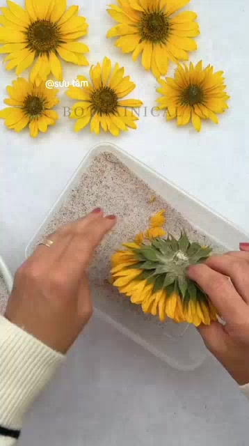 [ HOẢ TỐC]Cát Làm Hoa Khô Silica Gel Cao Cấp - Tái Sử Dụng - Bảo Quản Hoa Tươi Mãi Mãi.