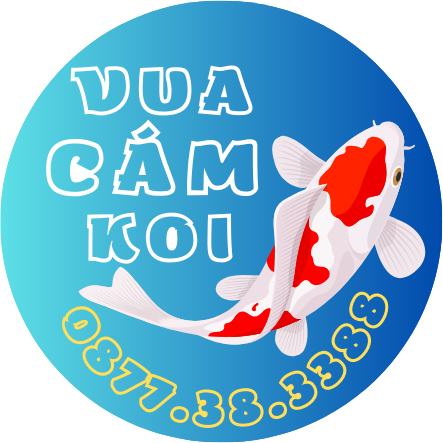 Vua Cám Koi