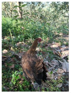 giahuy- chuyên bẫy giò gà