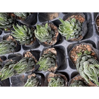 Cây móng rồng cụp _hàng sẵn