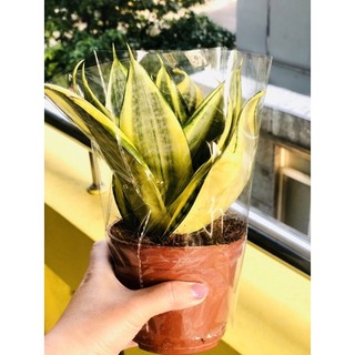 Chậu lưỡi hổ thái vàng (chậu nhựa)