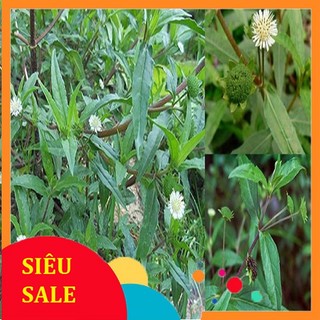 0,5kg Cỏ Mực tươi (Hàng có sẵn)