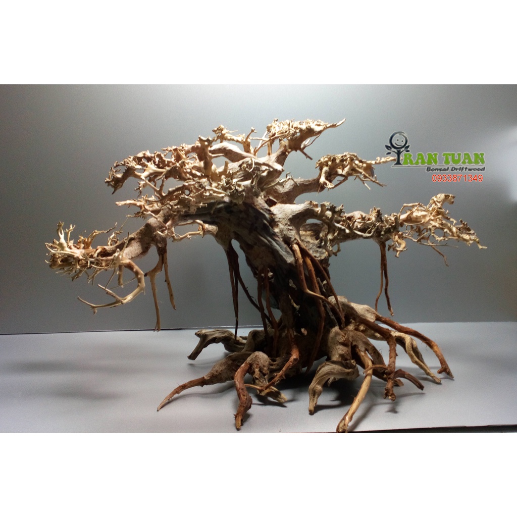 Cây gỗ lũa Bonsai cho hồ thủy sinh kích thước nhỏ