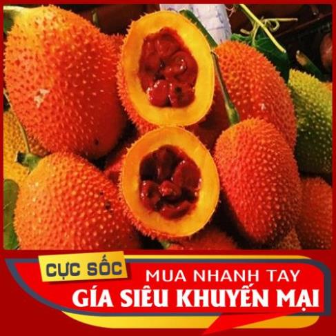 Trái Gấc Tươi 1kg