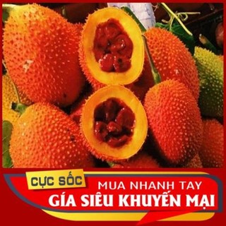 Trái Gấc Tươi 1kg [Thảo Dược Ngọc Ánh]