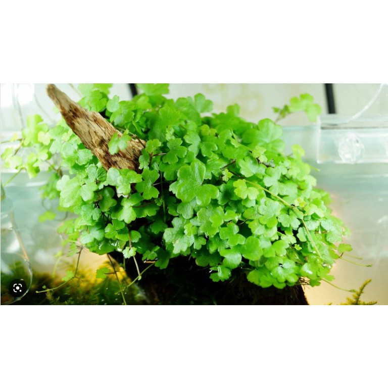 CÂY RAU MÁ HƯƠNG THỦY SINH