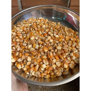 500g Bắp nguyên hạt
