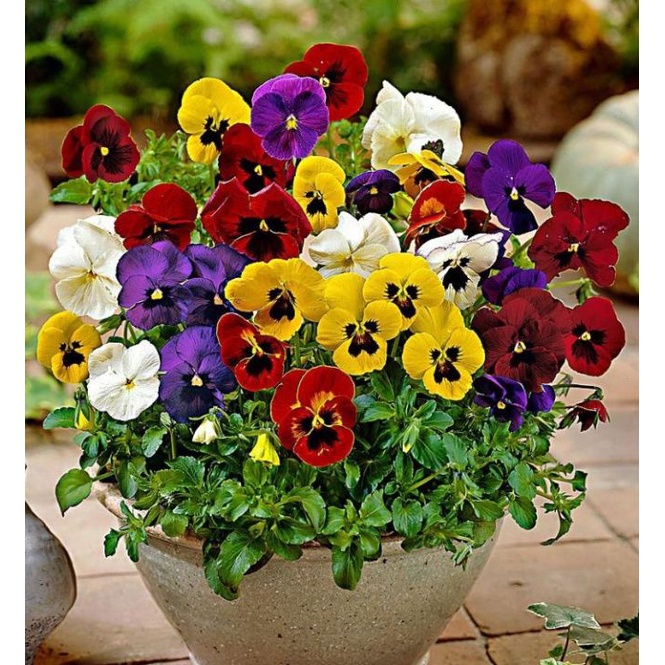 Hạt giống hoa Pansy Hoa Viola hoa cánh bướm