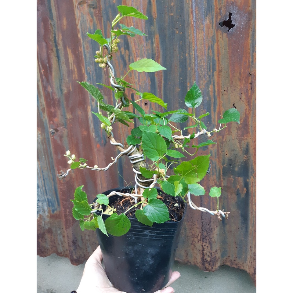 Dâu tằm bonsai SIÊU TRÁI KÈM CHẬU