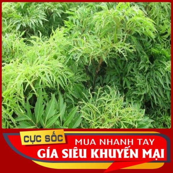 Lá Đinh Lăng Nếp tươi 500gr [Thảo Dược Ngọc Ánh]